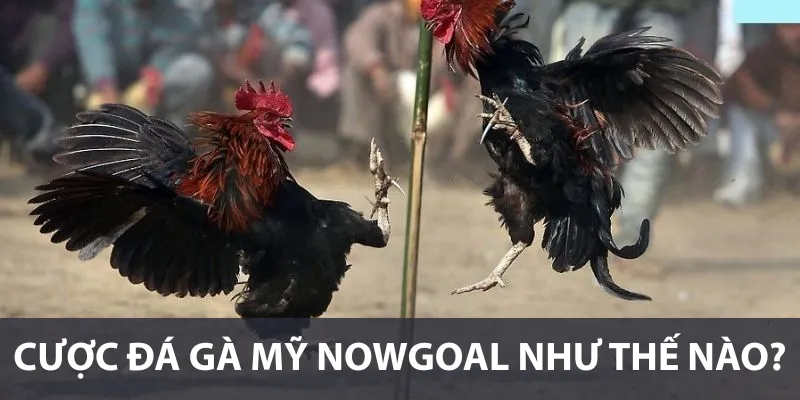 Cược đá gà Mỹ Nowgoal như thế nào?